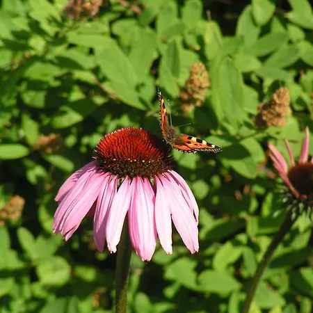 La Musardiere Bed & Breakfast