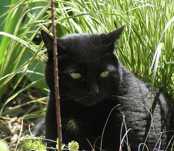 Boutique Hotel, La Musardiere Bed & Breakfast Gimel